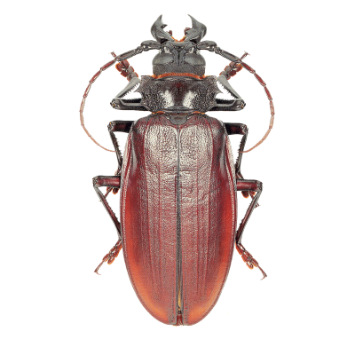 Coleoptera