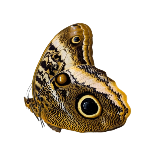 Insects without attachment