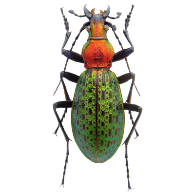 Ground beetles, including ground beetles