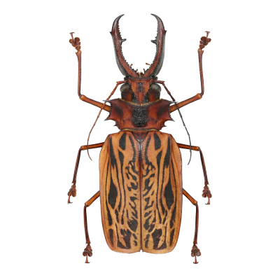 Mustachioed Woodcutters