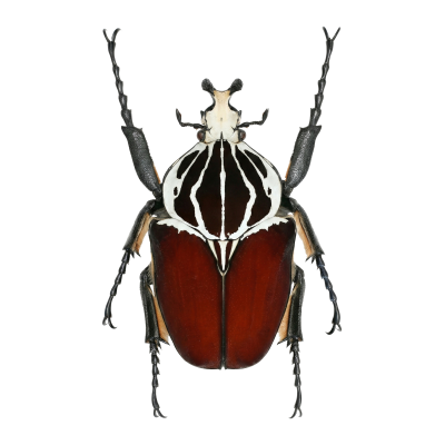 Cetonia flower beetles