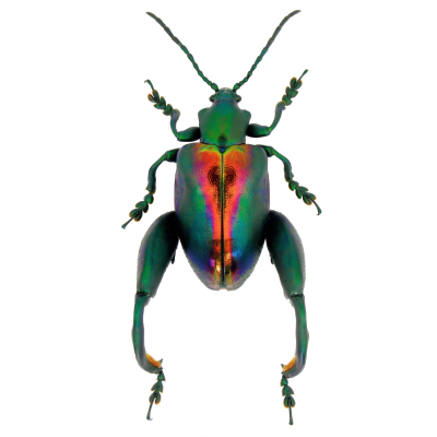 Leafhoppers