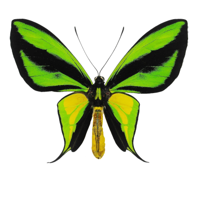 Lepidoptera