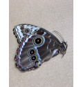 Morpho helenor A1 | Perfect Specimen | Blue Butterfly unmounted A1