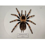 Spider in a wooden frame