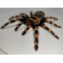 Spider in a wooden frame