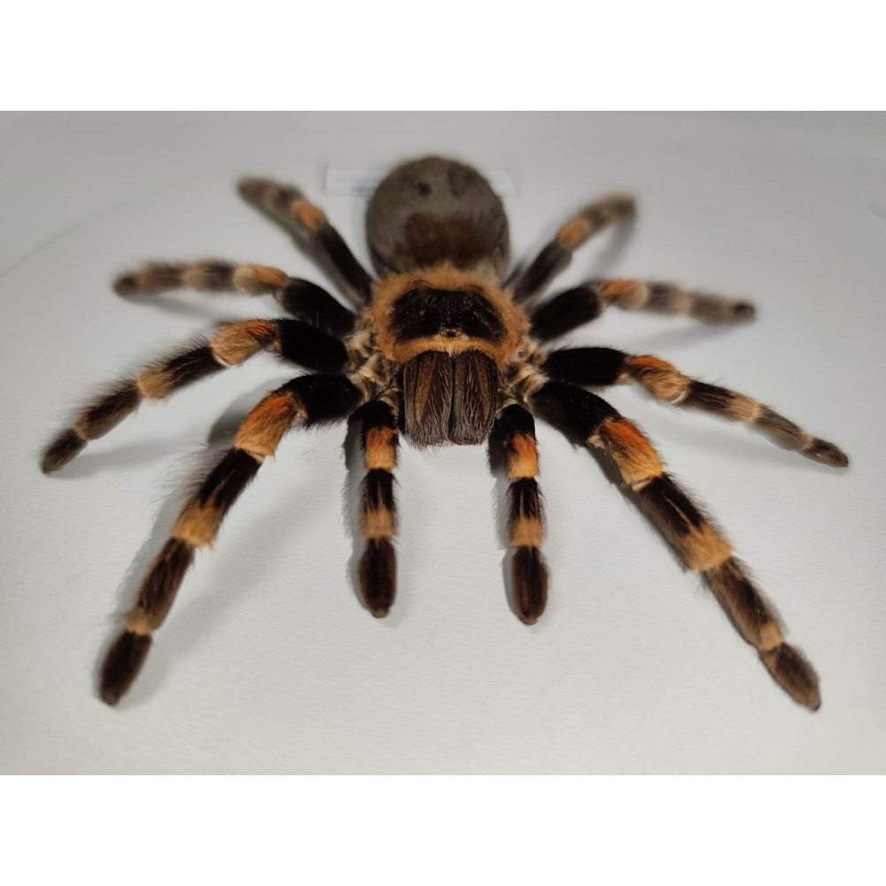 Spider in a wooden frame