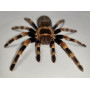 Spider in a wooden frame