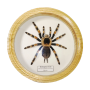 Spider in a wooden frame