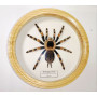 Spider in a wooden frame