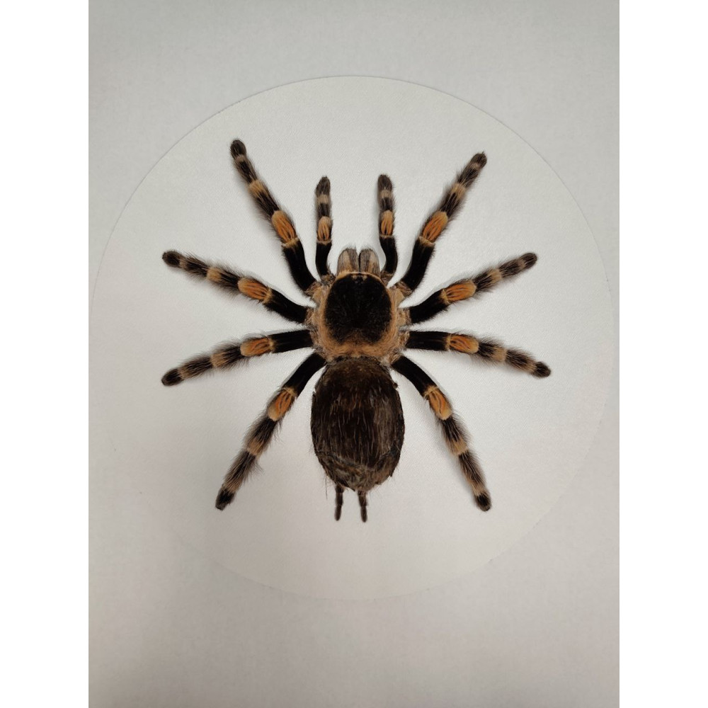Spider in a wooden frame