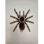 Spider in a wooden frame