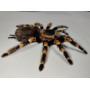 Spider in a wooden frame