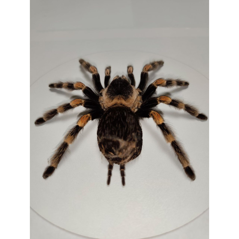 Spider in a wooden frame