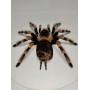 Spider in a wooden frame