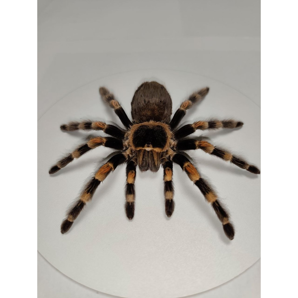 Spider in a wooden frame