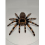 Spider in a wooden frame