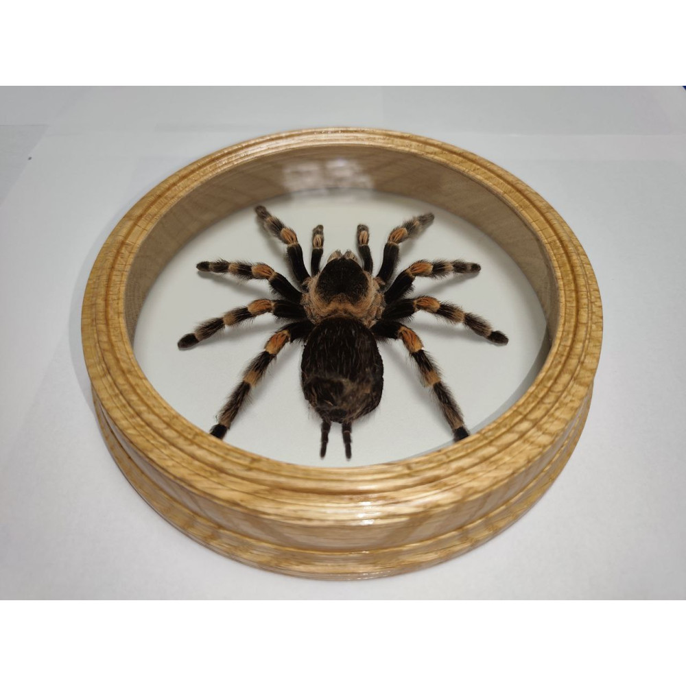 Spider in a wooden frame