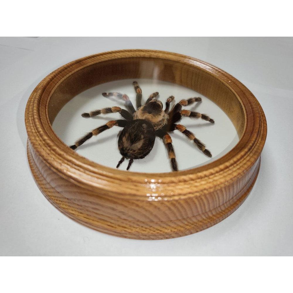 Spider in a wooden frame