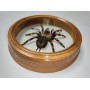 Spider in a wooden frame