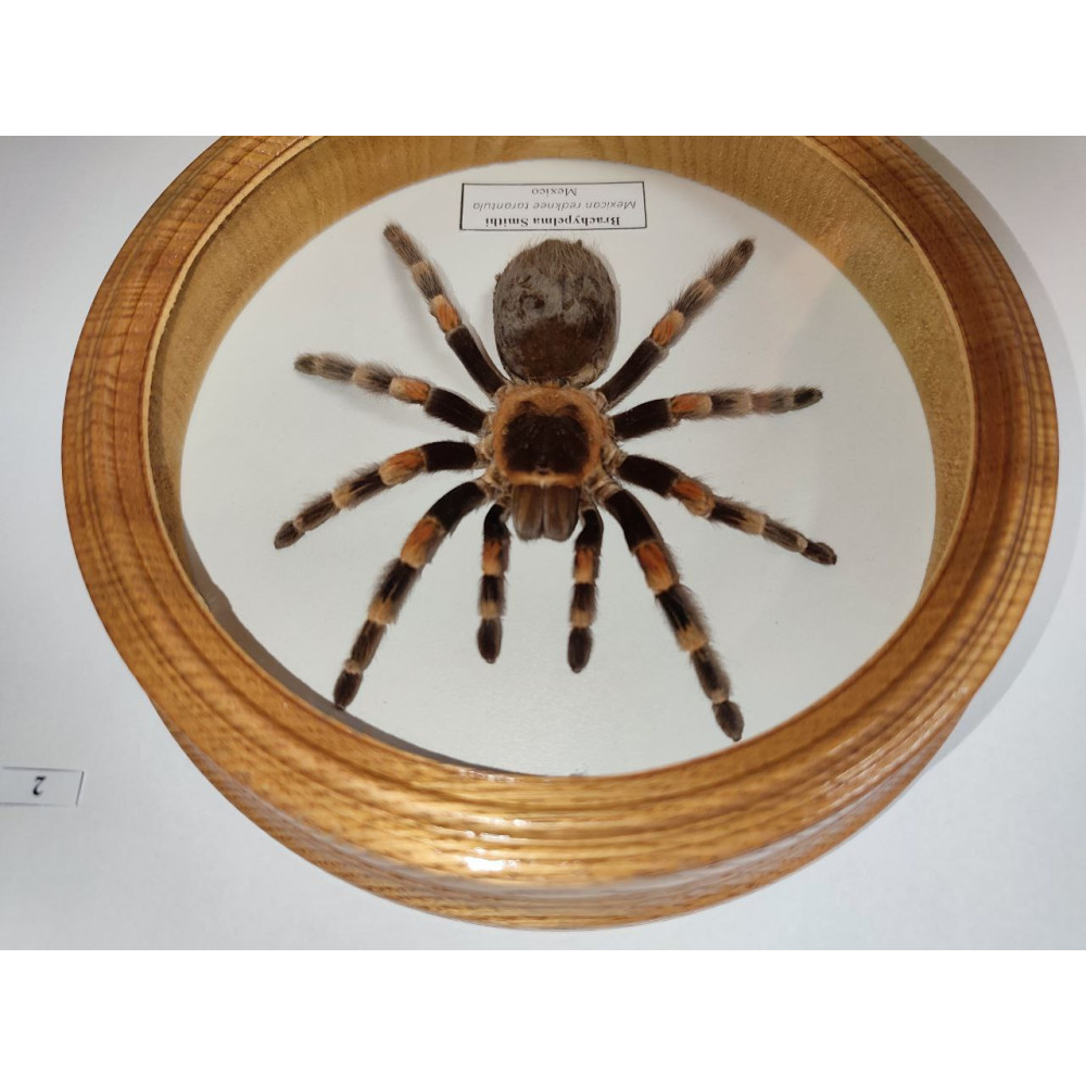 Spider in a wooden frame