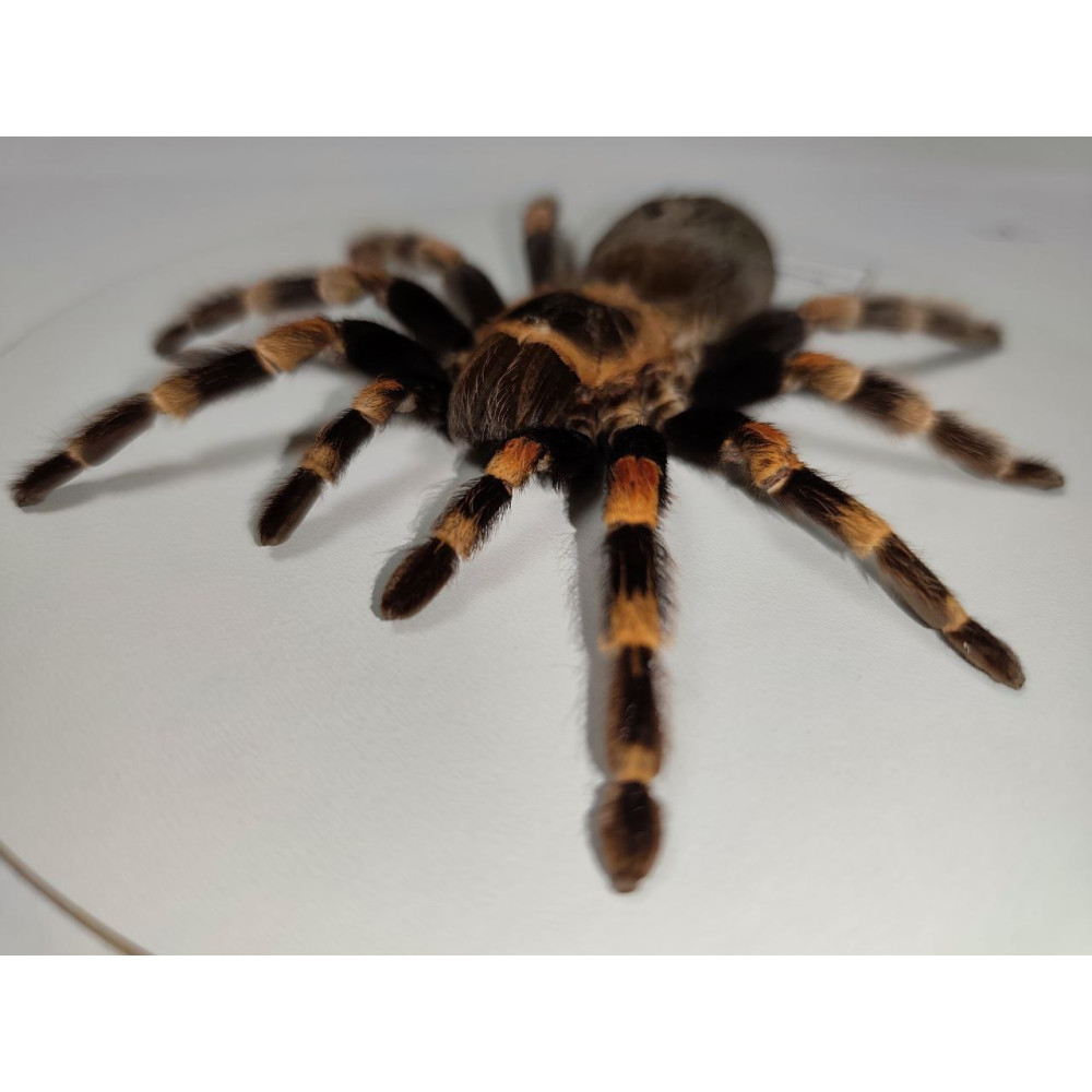Spinne in einem Holzrahmen