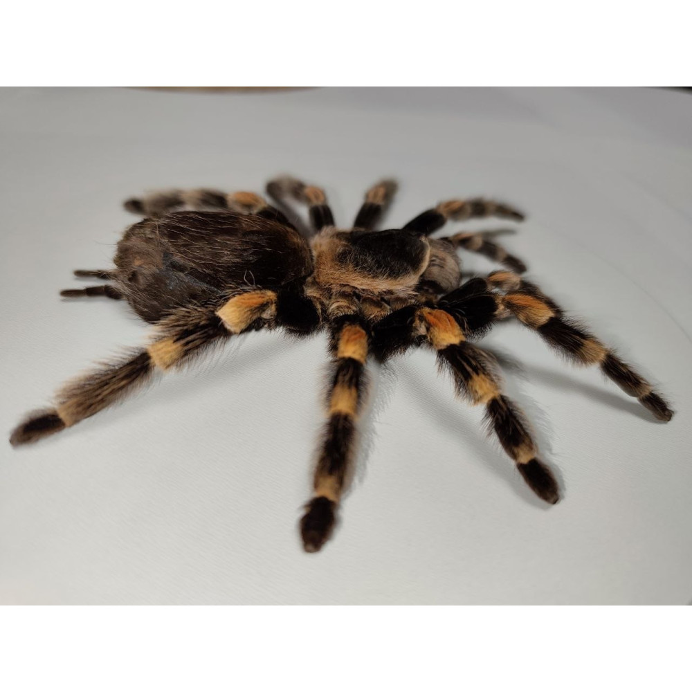 Spinne in einem Holzrahmen