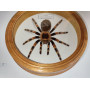 Spinne in einem Holzrahmen
