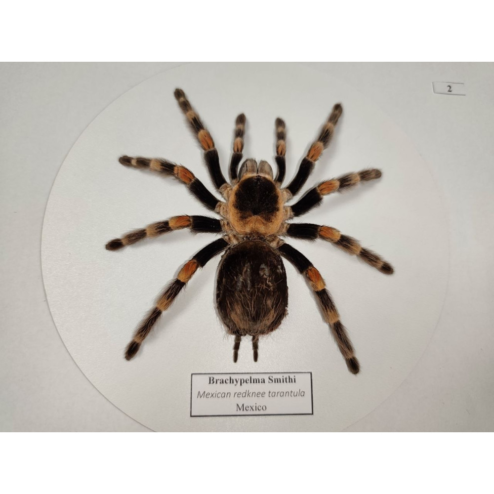 Spinne in einem Holzrahmen