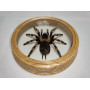 Spinne in einem Holzrahmen
